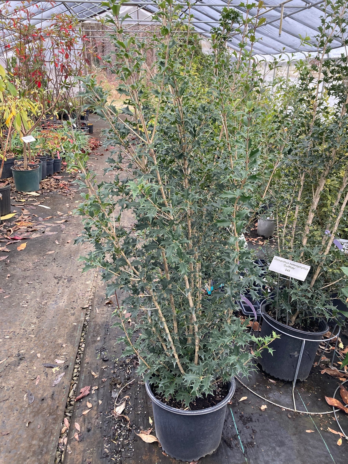 Osmanthus heterophyllus 'Gulftide'