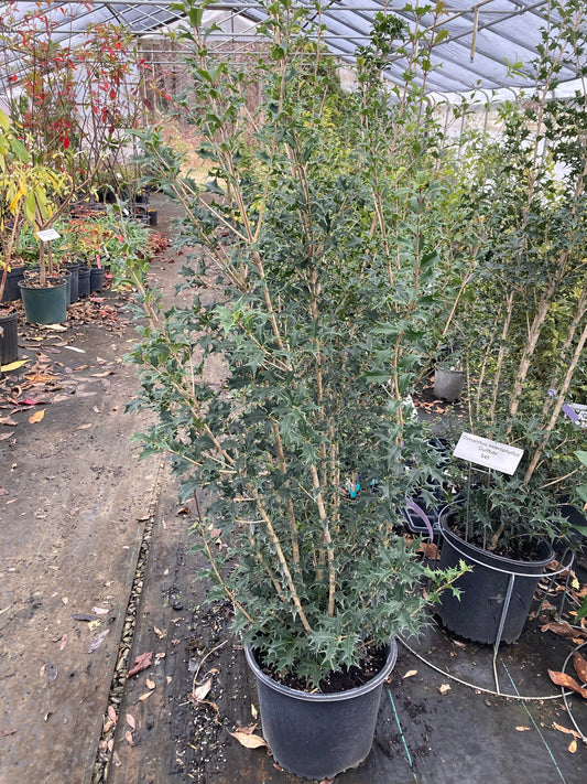 Osmanthus heterophyllus 'Gulftide'