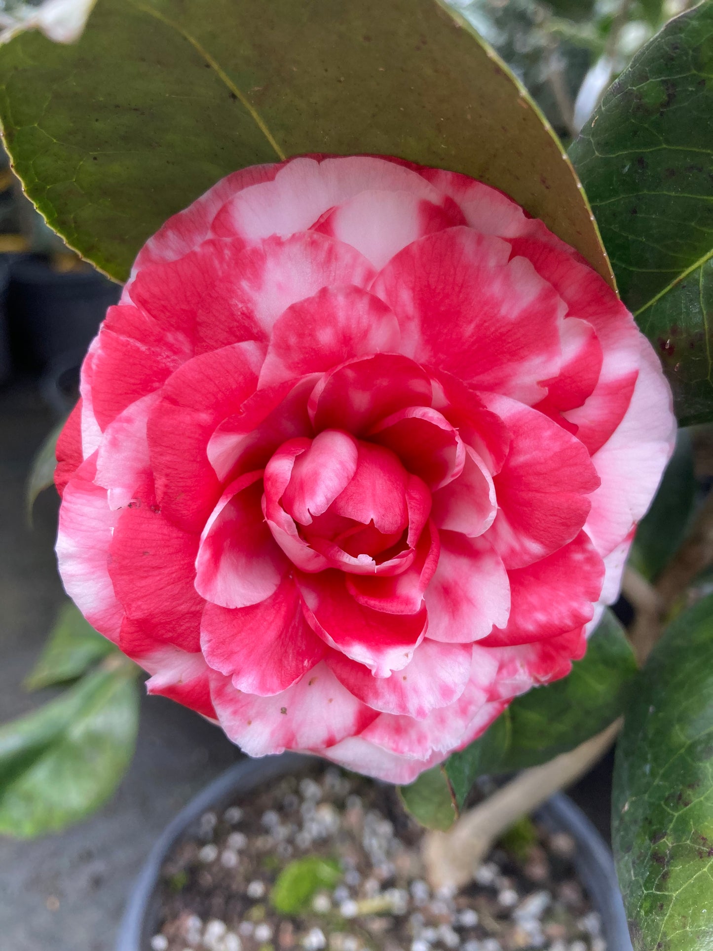 Camellia japonica ‘Admiral Nimitz’