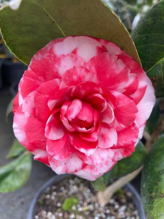 Camellia japonica ‘Admiral Nimitz’