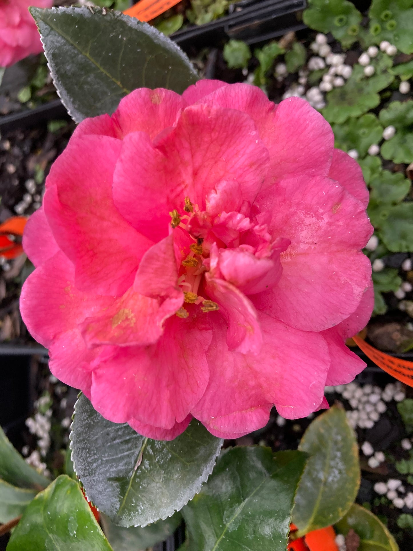 Camellia japonica 'Lisa's Mom's Camellia'