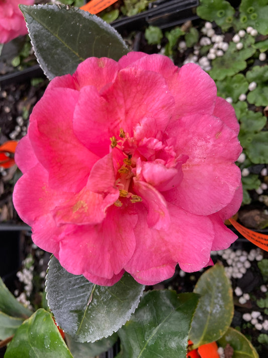 Camellia japonica 'Lisa's Mom's Camellia'