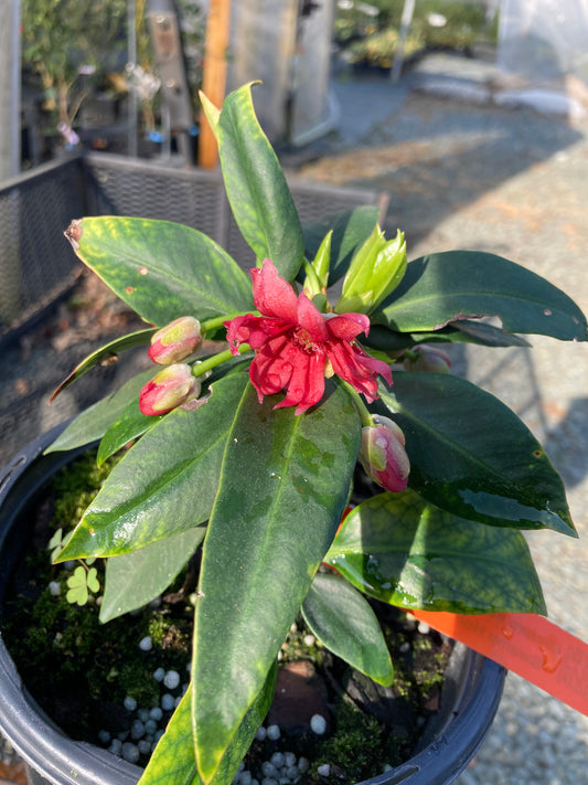 Illicium floridanum 'Swamp Hobbit'
