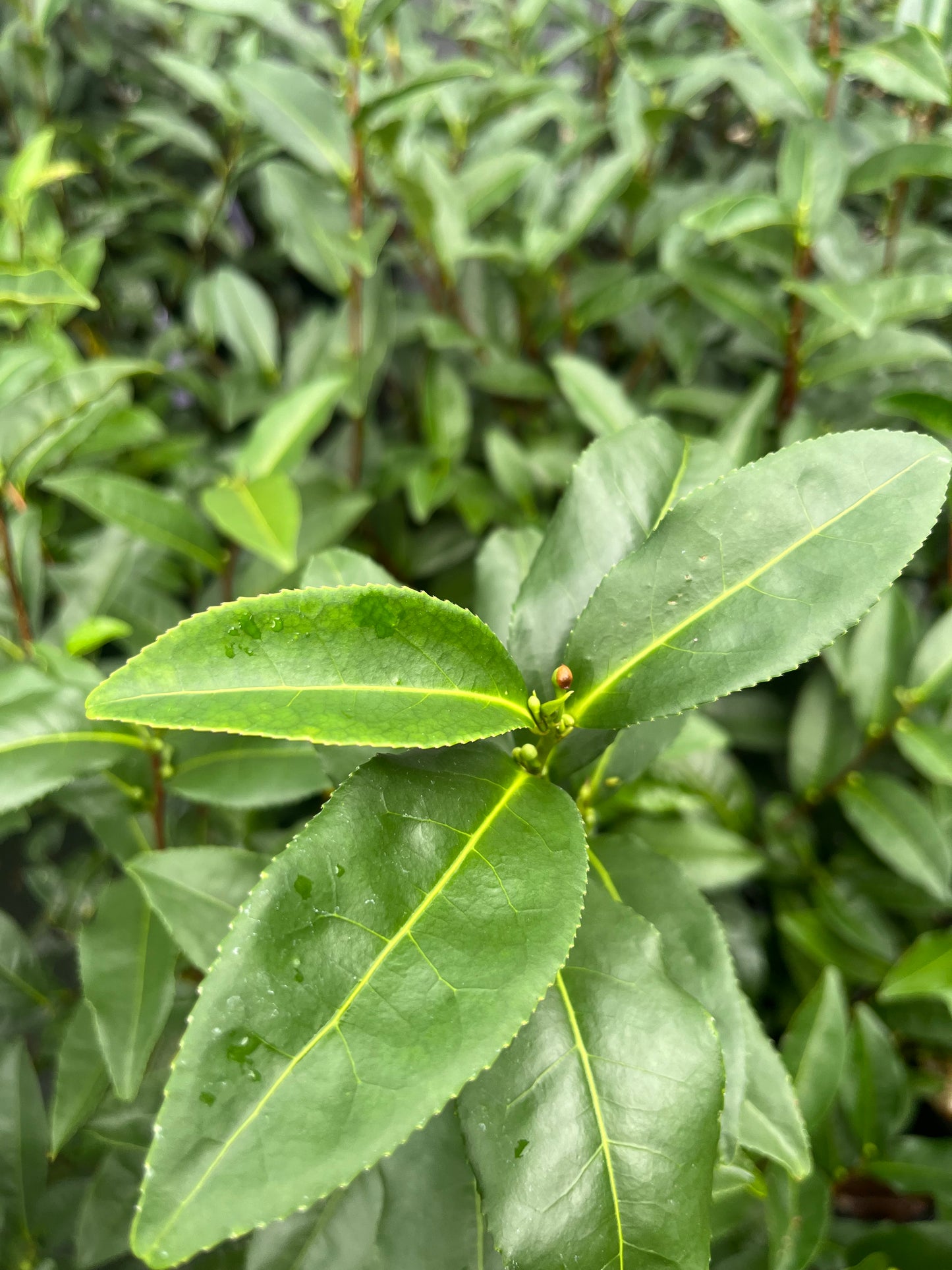 Camellia sinensis 'Super Sochi'