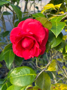 Camellia japonica 'Fragrant Boutonniere'