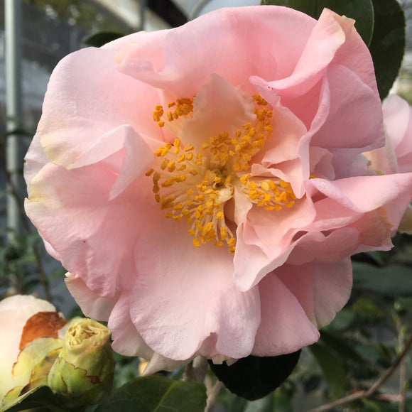 Camellia japonica 'Debutante' - 2 gallon - Camellia - Theaceae (The Tea  family)