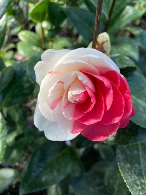 Camellia japonica 'Landon Waters'