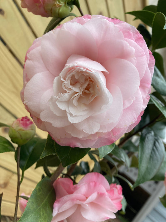 Camellia japonica 'Little Bo Peep'