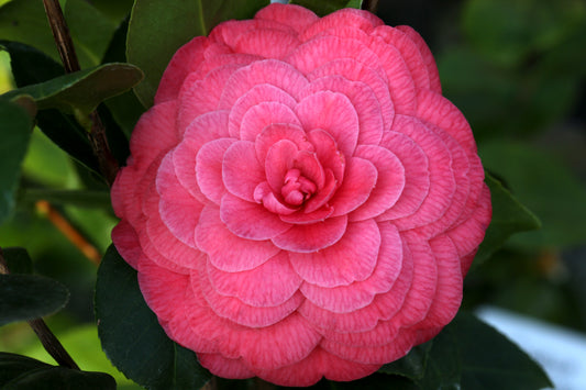 Camellia japonica 'Madame Haas'