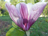 Magnolia 'Efekan'