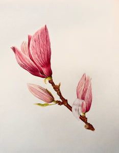 Magnolia 'Efekan'
