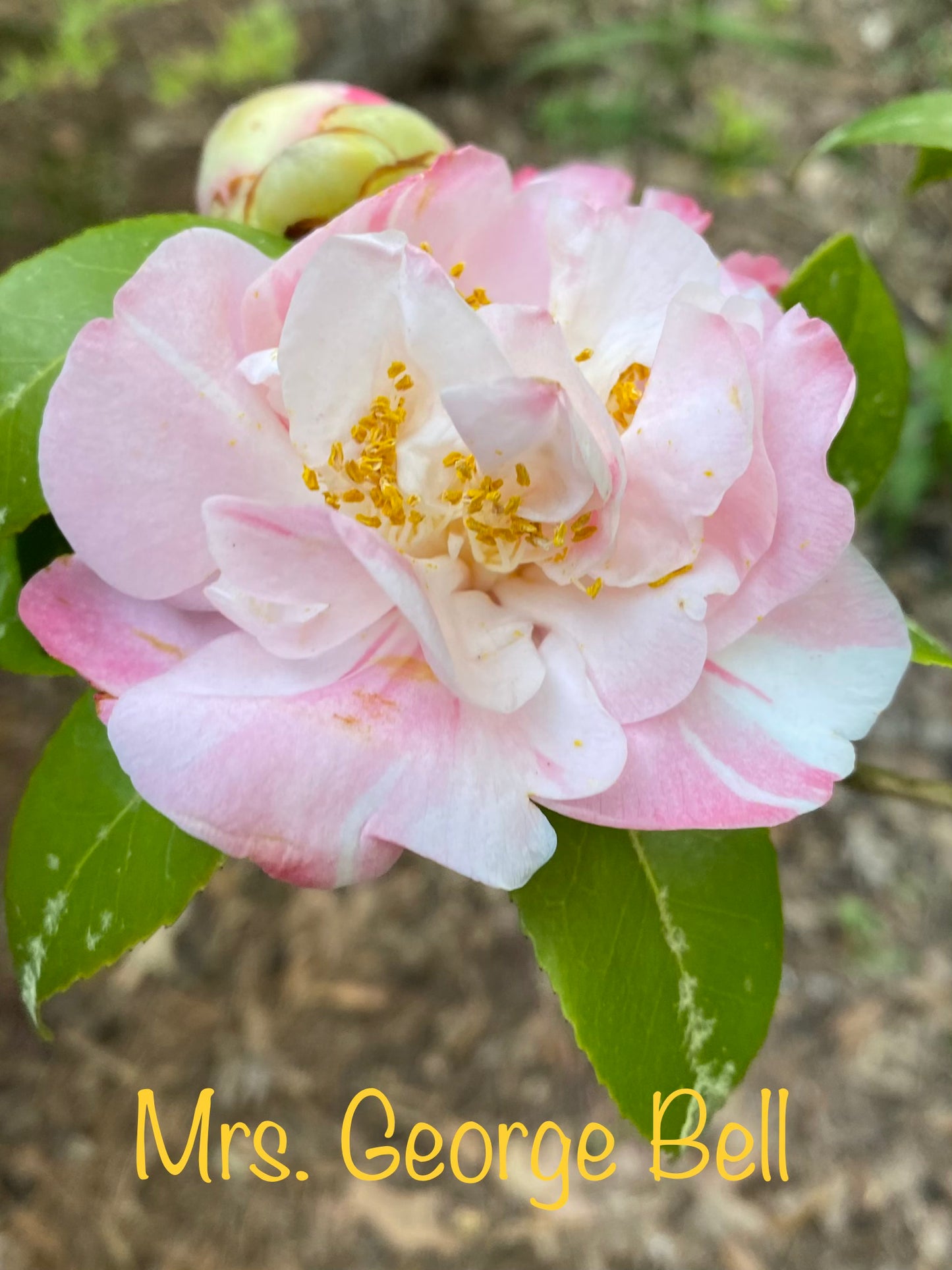 Camellia japonica 'Mrs. George Bell'