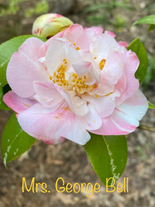 Camellia japonica 'Mrs. George Bell'