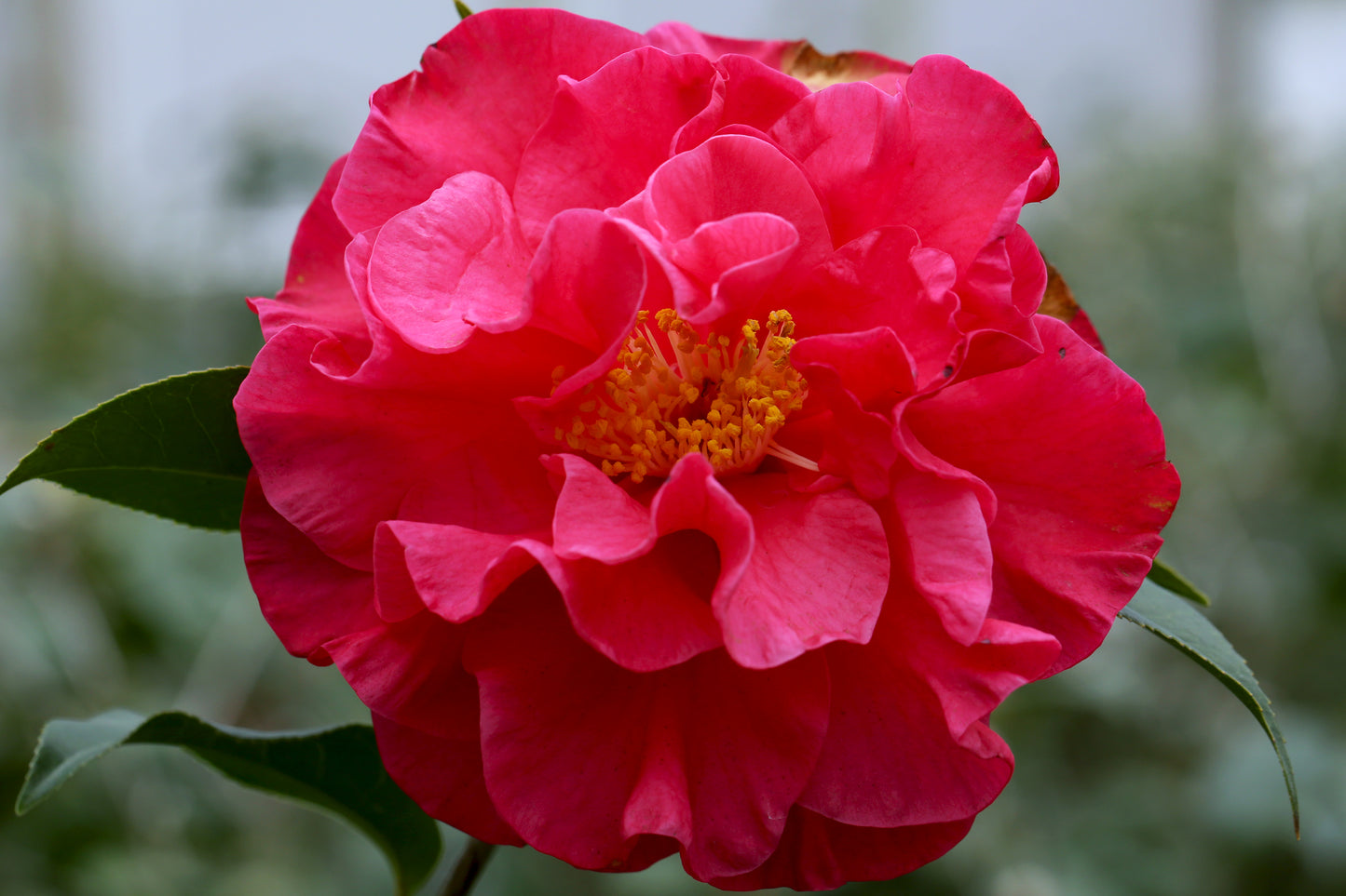 Camellia x 'Nancy Reagan'