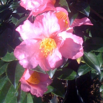 Camellia sasanqua 'Orchid Mist'