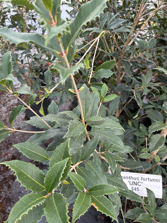 Osmanthus fortunei 'UNC'