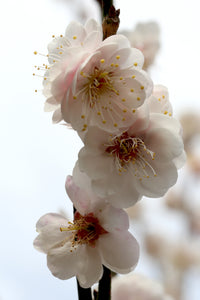 Prunus mume 'Fragrant Snow'