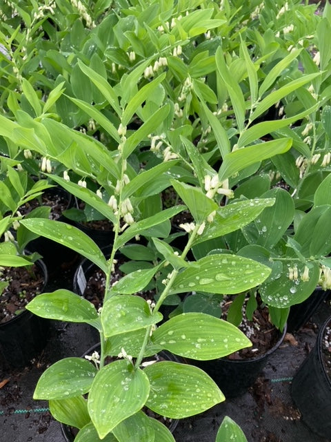 Polygonatum biflorum, Smooth Solomon's Seal