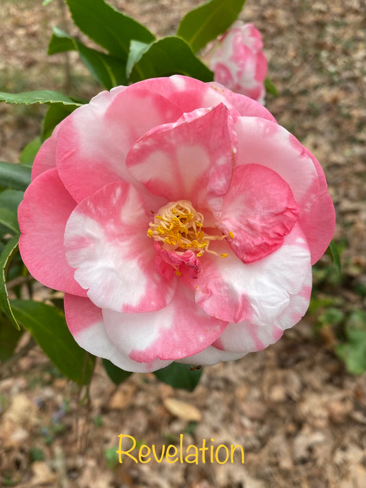 Camellia japonica 'Revelation'
