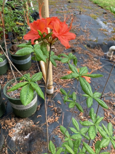 Rhododendron austrinum 'Hamilton Peach'