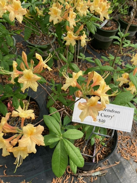 Rhododendron 'Al Curry'
