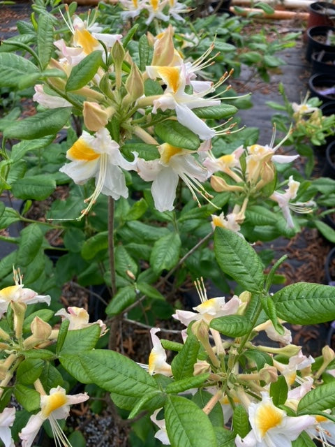 Rhododendron x 'Touch of Pink'