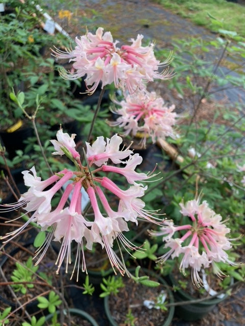 Rhododendron austrinum 'Chattahoochee Salmon'