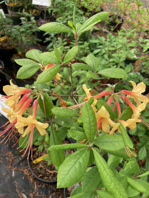 Rhododendron austrinum 'Earl's Gold'