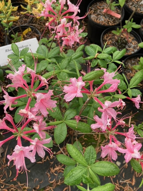 Rhododendron x 'Lovely Linda'