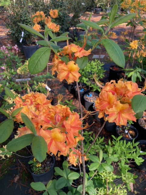 Rhododendron x 'Norma Strickland'