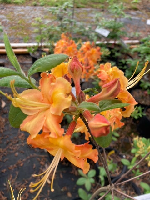 Rhododendron x 'Red Pepper'