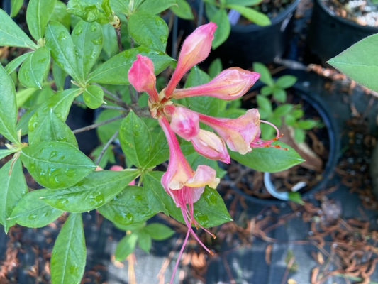 Rhododendron x 'Samford Sorbet'