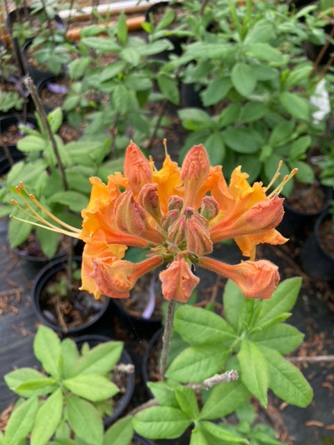 Rhododendron x 'Tiger'