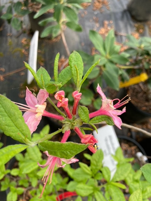 Rhododendron x 'Wedding Cake'