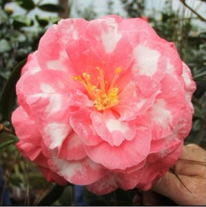 Camellia japonica 'Rosea Superba Variegated'