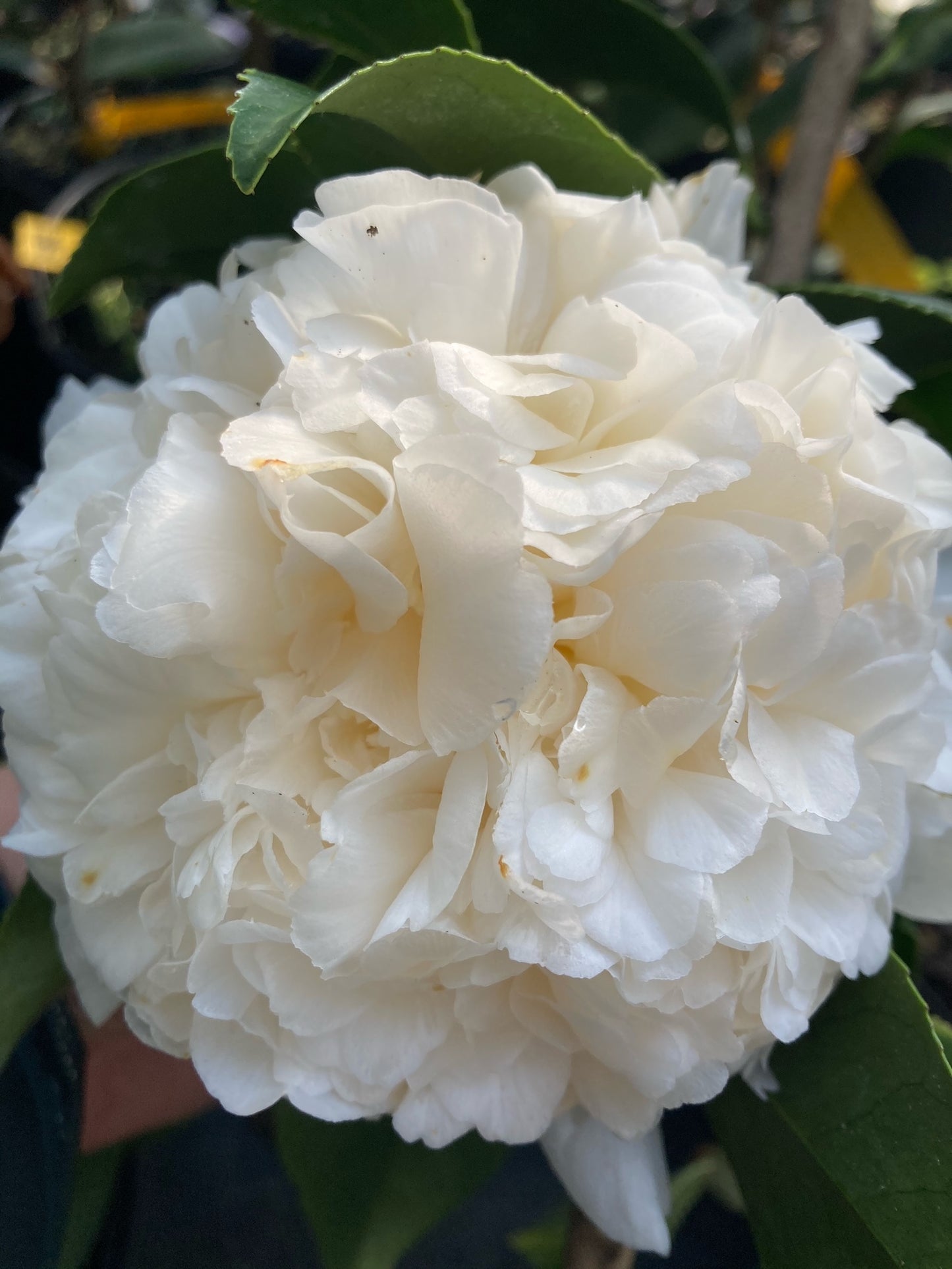 Camellia japonica 'Sarah Lee Cannon'