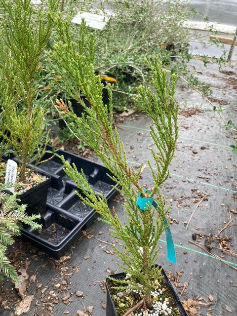 Sequoiadendron giganteum 'Greenpeace'