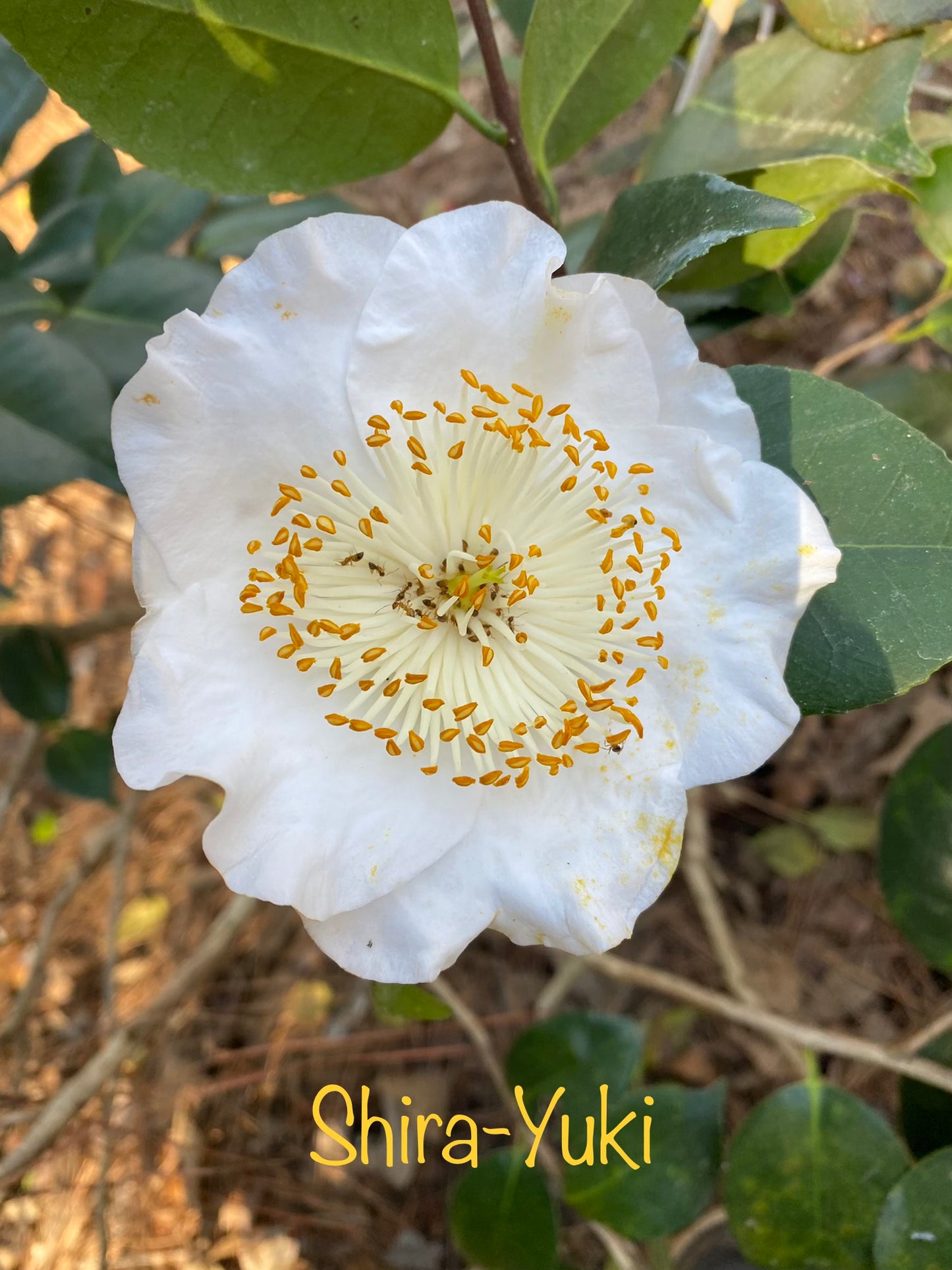 Camellia japonica 'Shira Yuki'