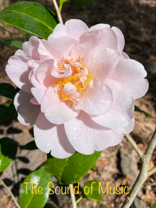 Camellia japonica 'Sound of Music'