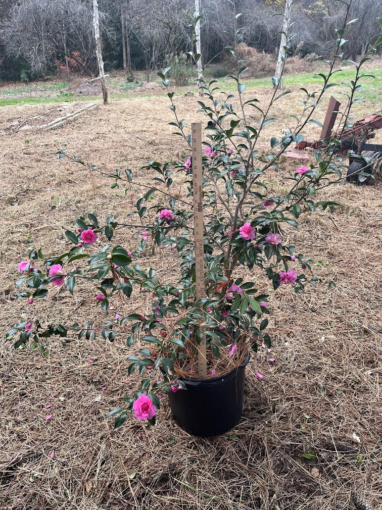 Camellia sasanqua 'Sparkling Burgundy' 7 gallon to ship