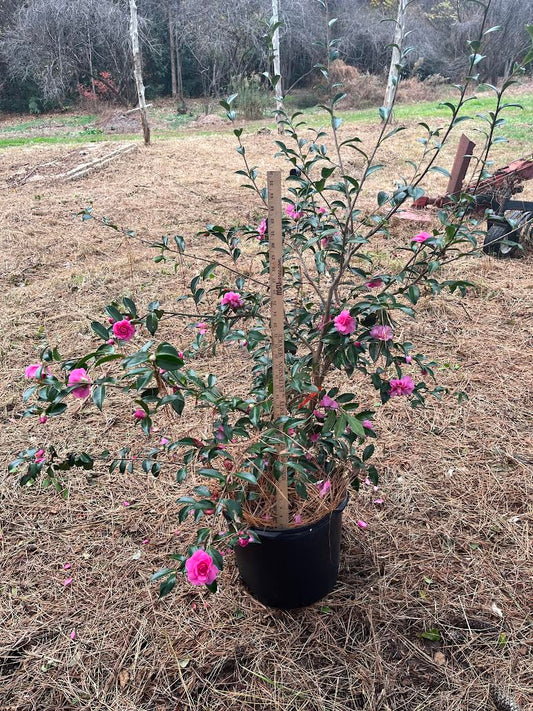 Camellia sasanqua 'Sparkling Burgundy' 7 gallon to ship