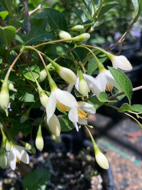 Styrax japonicus 'Snow Drops'