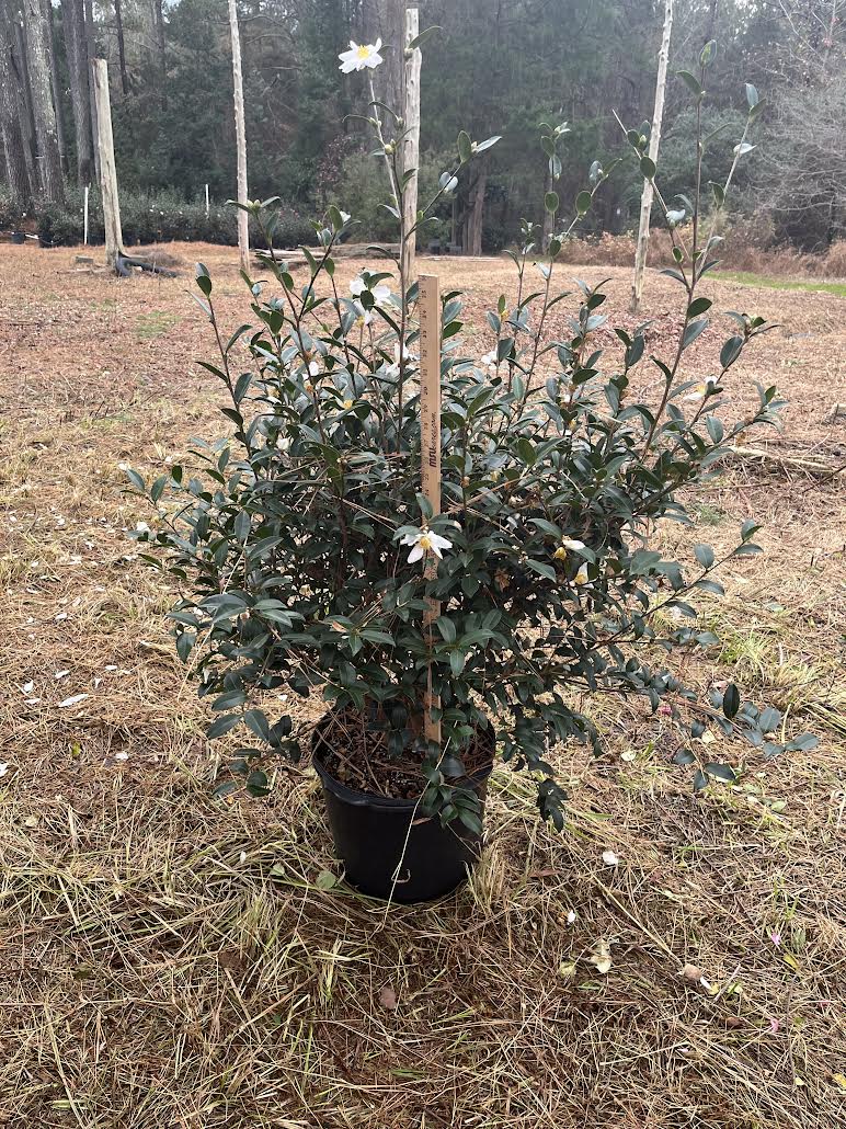 Camellia x 'Survivor' 7 gallon to ship