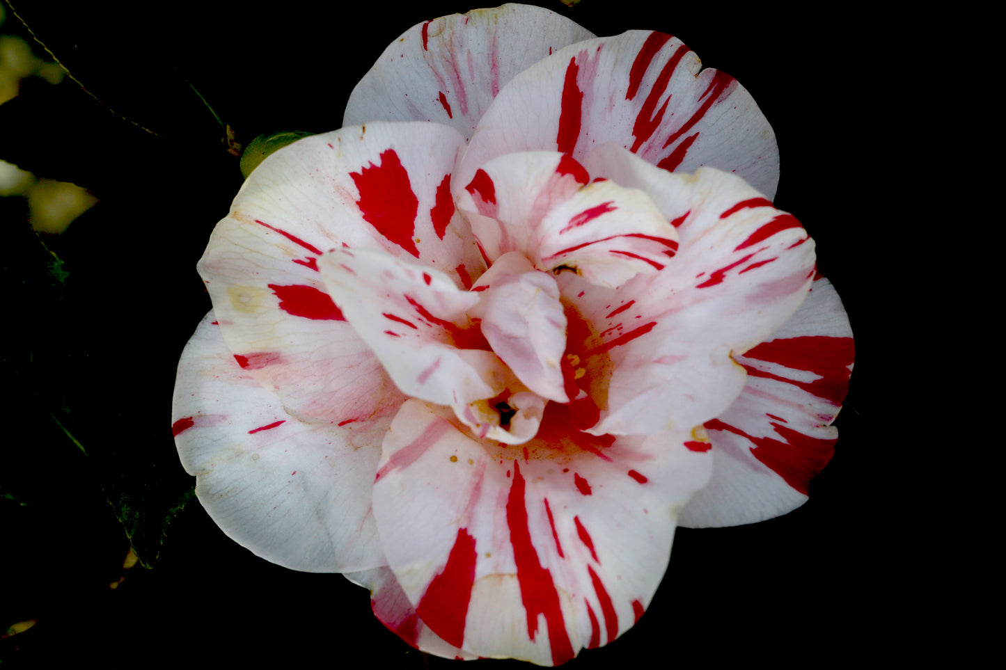 Camellia japonica 'Swamp Buggy'