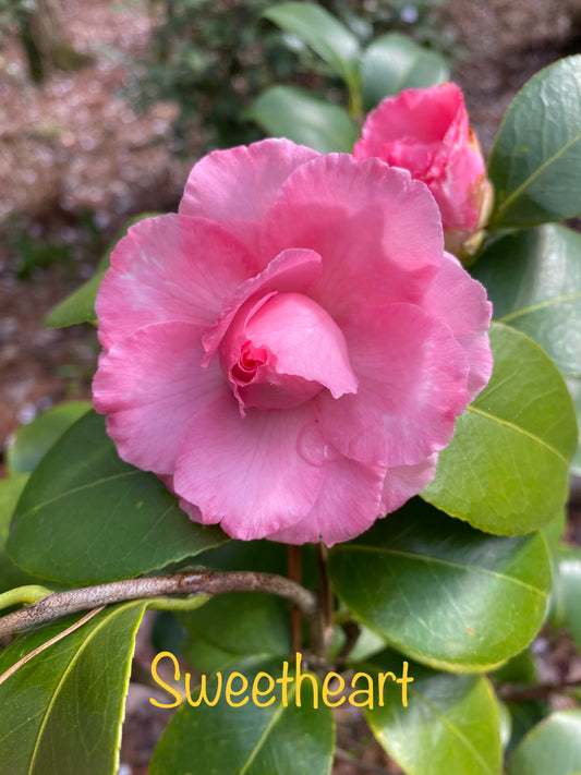 Camellia japonica 'Sweetheart'