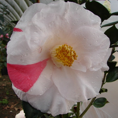 Camellia japonica 'Sweetie Pie'