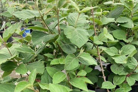 Viburnum carlesii, Korean Spice Viburnum