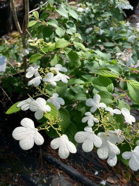 Viburnum plicatum f. tomentosum 'Summer Snowflake'