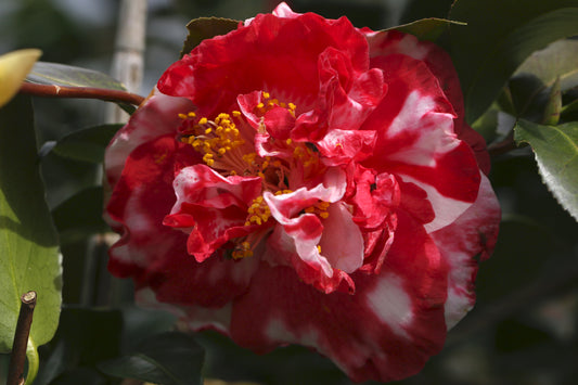 Camellia japonica 'Vulcan var.'