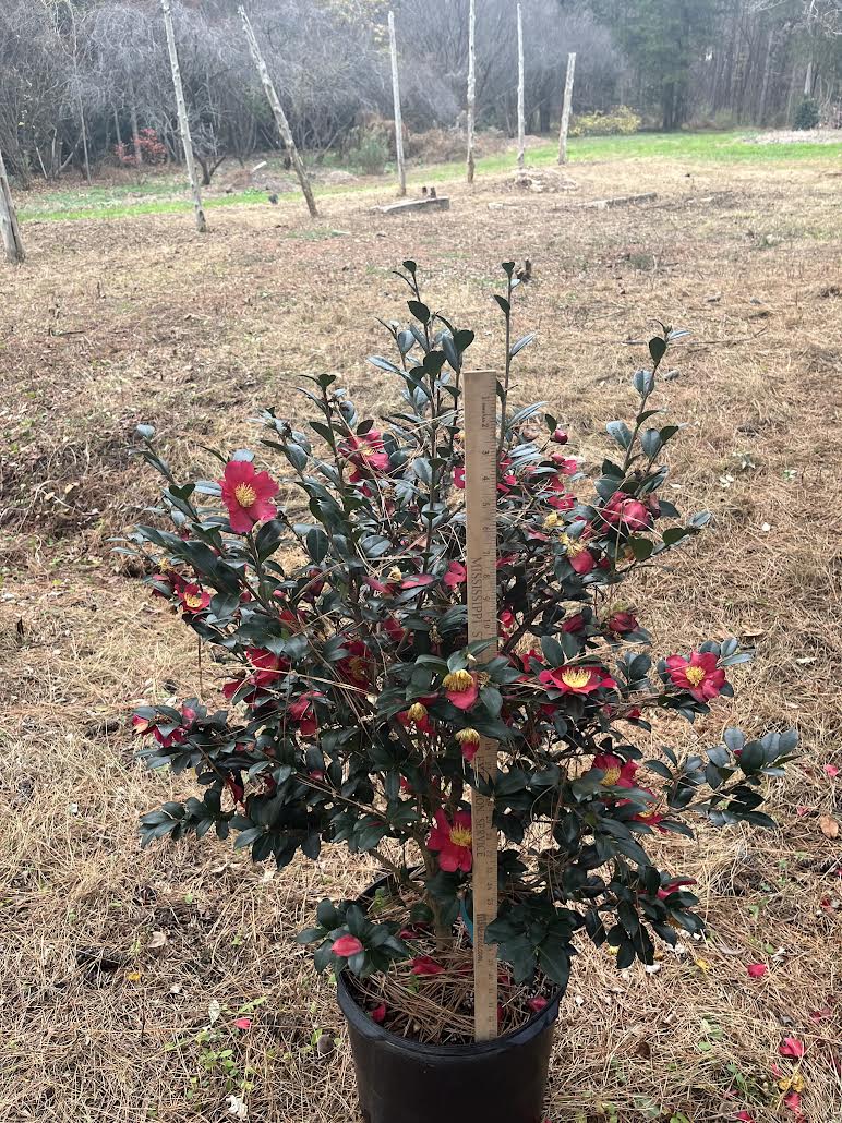 Camellia sasanqua 'Yuletide' 7 gallon to ship